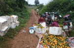 Giá cam Cao Phong tăng mạnh - nhà vườn đón niềm vui cuối vụ