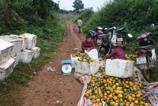 Giá cam Cao Phong tăng mạnh - nhà vườn đón niềm vui cuối vụ